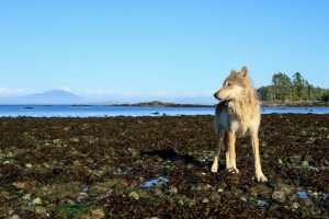 Wolf on a rocky beach