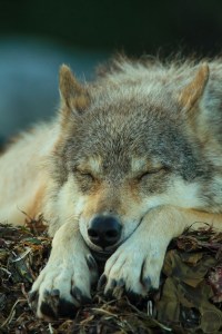 Close up of a sleeping wolf