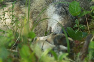 Close up of sleeping wolf