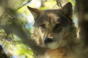 Portrait of a wolf
