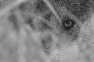 Monochrome close up of a wolf eye