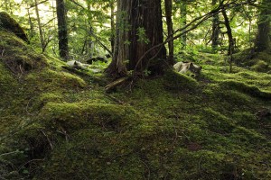 Two wolves resting on the forest floor around a redcedar trunk.