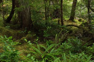 Temperate rainforest floor with a wolf