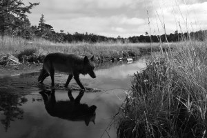 A wide angle photograph of a wolf crossing a stream