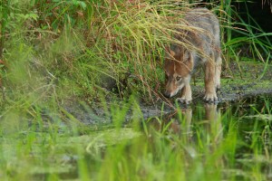 A wolf pup next to a marshy pool
