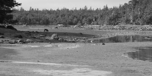 Distant wolf on mudflats