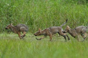 Three wolf pups playfighting