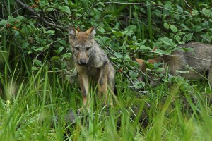 Wolf pup with second pup in the background