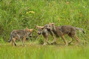 Three wolf pups playfighting.