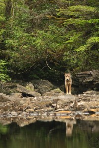 Wolf at the edge of a lake with reflection