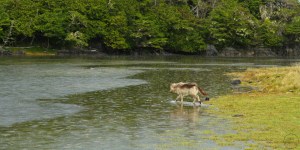Wolf crossing a tidal creek in the rain