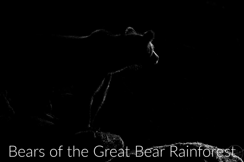 Bears of the Great Bear Rainforest gallery