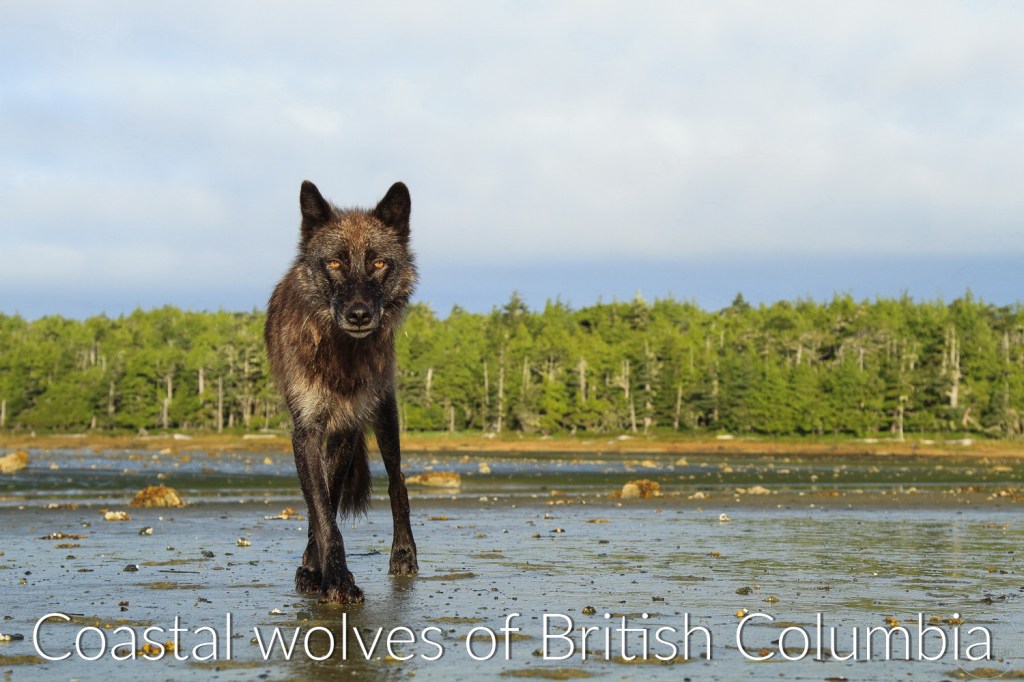 Coastal wolves of British Columbia gallery